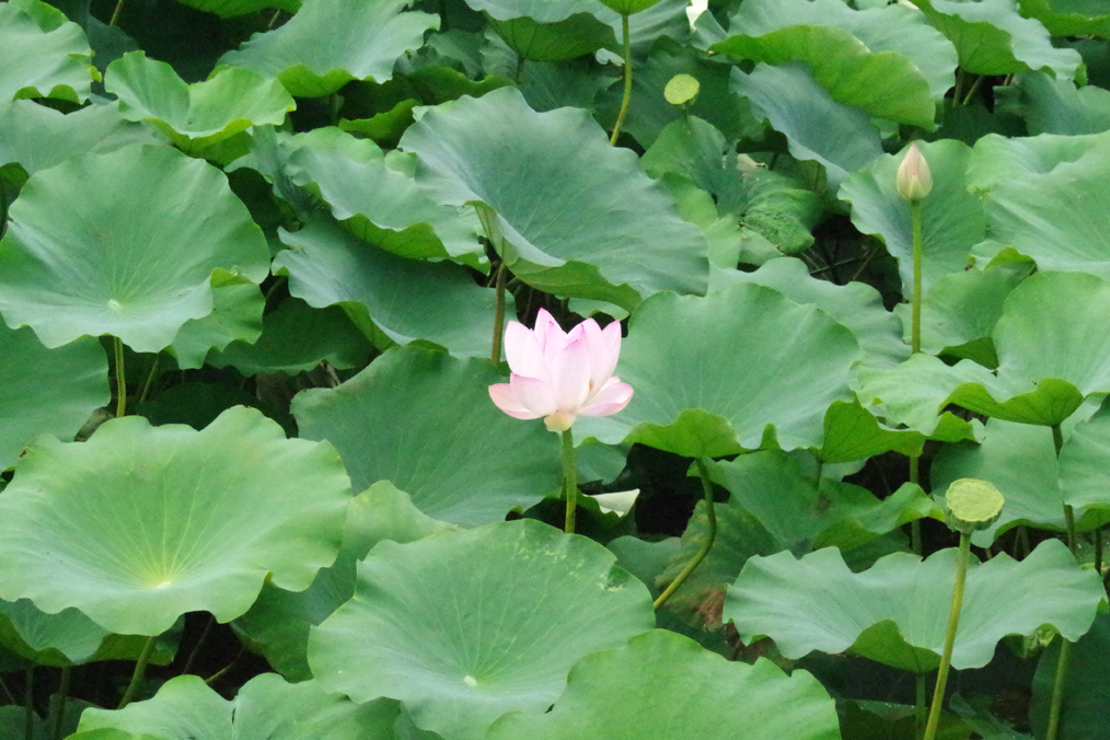 季節がくると咲き乱れる蓮の花。白やピンクの蓮の花が咲き乱れ、大阪府泉南郡岬町のシンボル「宇土墓古墳」のお堀を一面に覆います。その光景は見事です